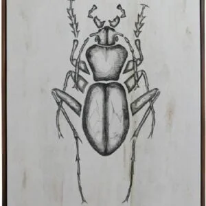 Cuadro Insecto con Cadena